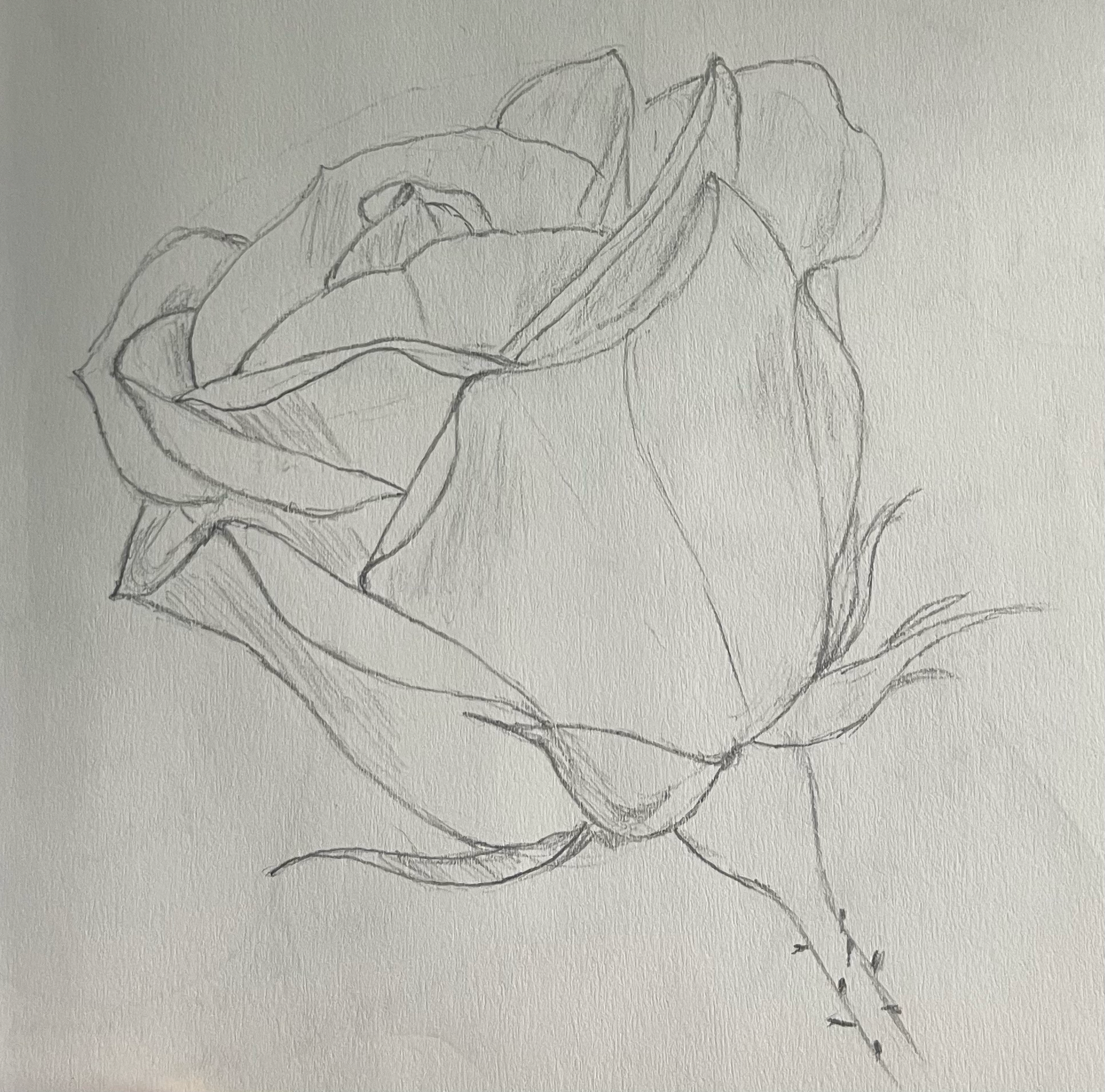 Rose Study