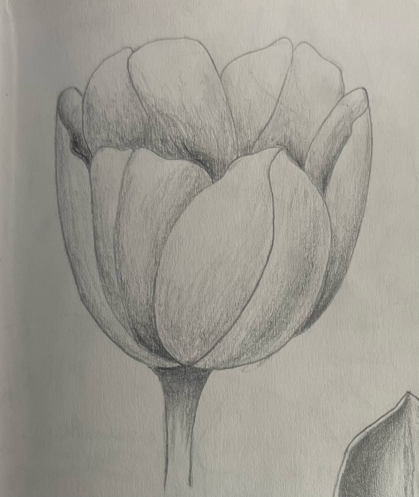 Tulip Study