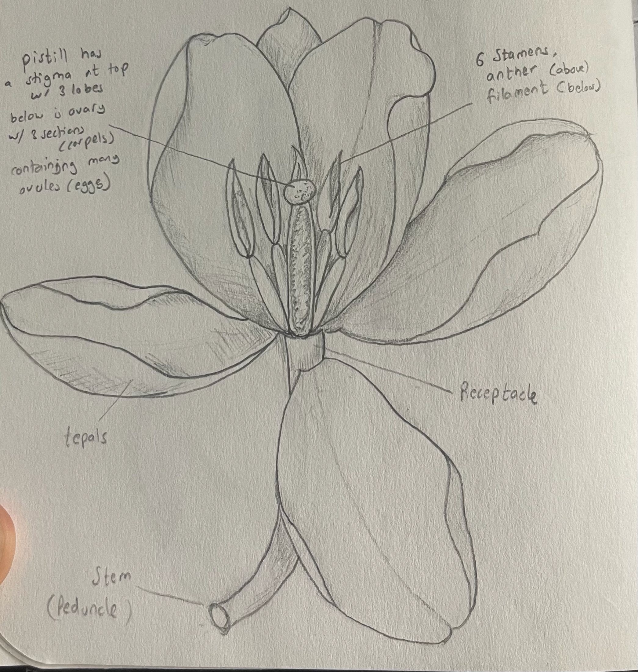 Tulip Study v2